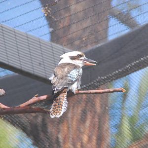 Australian Outback- Kookaburra