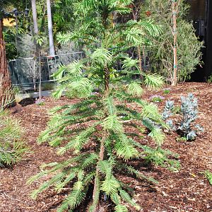Australian Outback- Plant ID?