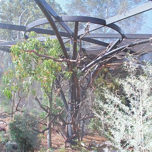 Australian Outback- Second Aviary