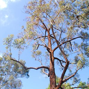 Australian Outback-Eucalyptus microcorys