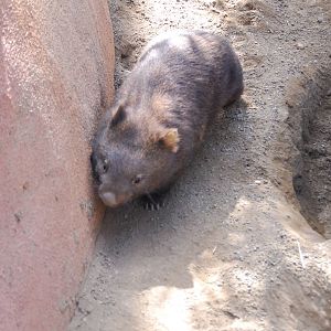 Australian Outback- Common Wombat