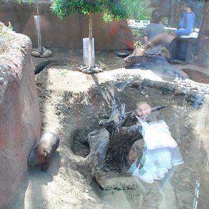 Australian Outback- Common Wombat Exhibit