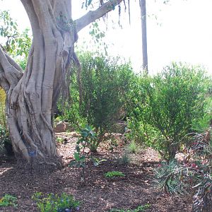 Australian Outback- Landscape plantings