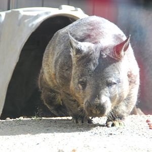 Australian Outback- Southern hairy-nosed wombat