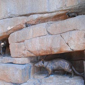 Australian Outback- Marsupial wall