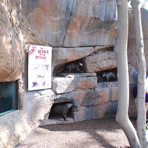 Australian Outback- Marsupial wall