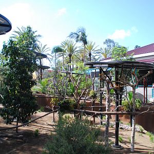 Australian Outback- Female Koala Exhibits