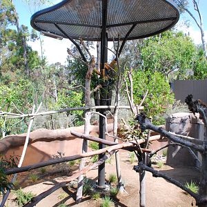 Australian Outback- Male Koala exhibit