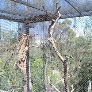Australian Outback- Palm Cockatoo aviary
