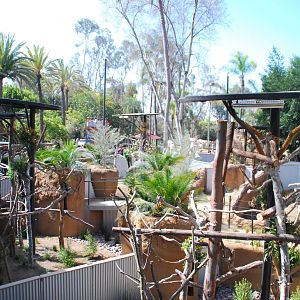 Australian Outback- Male koala exhibits
