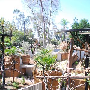 Australian Outback- male koala exhibits