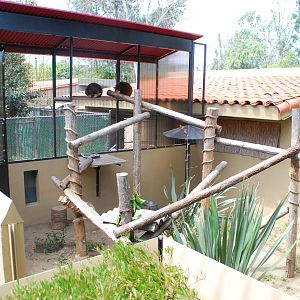 Australian Outback- Matschie's Tree kangaroo