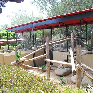 Australian Outback- Matschie's Tree kangaroo exhibit