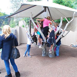 Australian Outback- Koala klimber