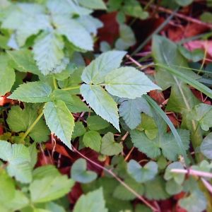 New camera test uploads