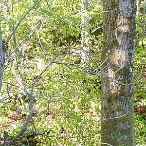 New camera test uploads