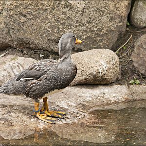 Steamer duck at Thüle