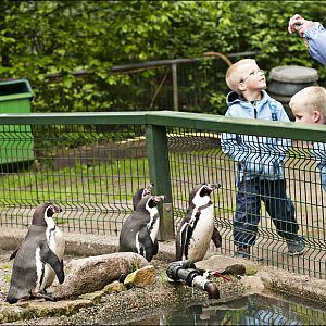 Humboldt Penguins at Thüle