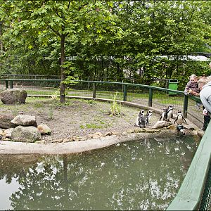 Penguin exhibit at Thüle