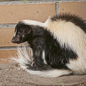 Skunk at Thüle