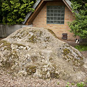 Skunk exhibit at Thüle