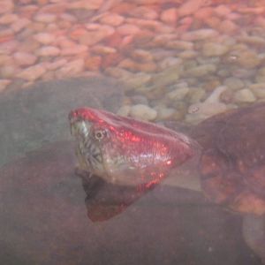 Mexican tough footed mud turtle kinosternon hirtipes Los Coyotes Zoo