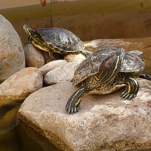 slider turtles acuario centro cultural tijuana