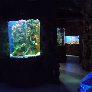acuario centro cultural tijuana