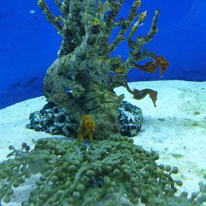 pacific seahorse acuario centro cultural tijuana