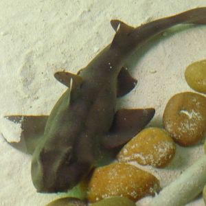 california horn shark acuario centro cultural tijuana
