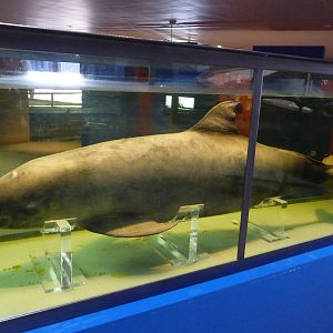Vaquita Porpoise  phocena sinus Acuario Centro Cultural Tijuana