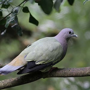 Pink-necked Green Pigeon