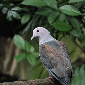 Another Pigeon, ID Help Needed