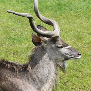 greater kudu
