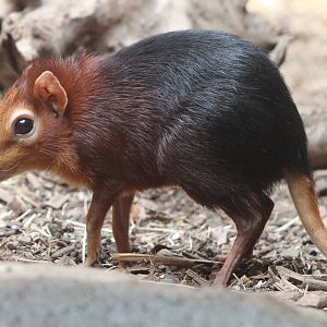 Red and black sengi