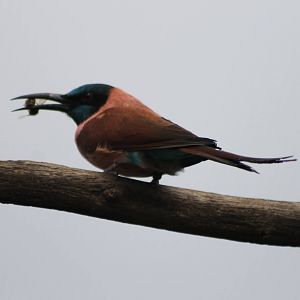 Bee-eating bee-eater