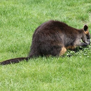 Swamp wallaby