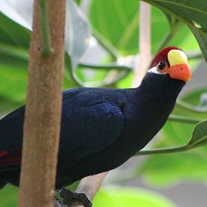 Violet turaco