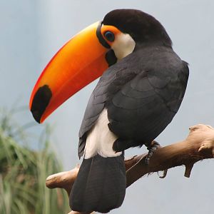 Toco tucan