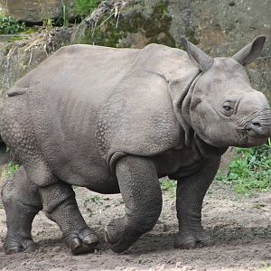 baby Indian rhino