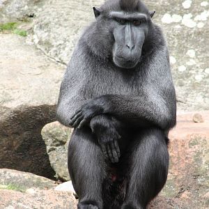 Celebes crested monkey