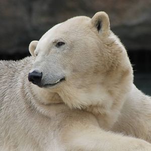 Polar bear