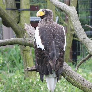 Steller´s sea-eagle