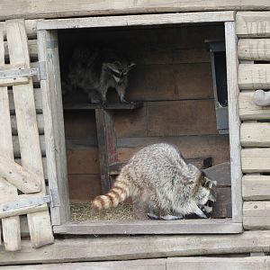 Indoor-enclosure Raccoons