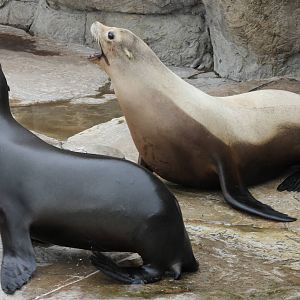 Californian sea-lions