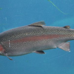 Rainbow trout