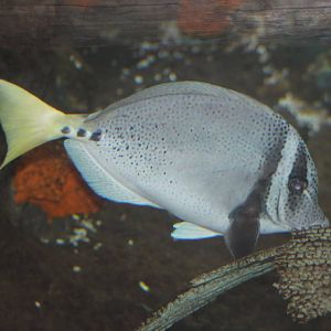 Razor surgeonfish