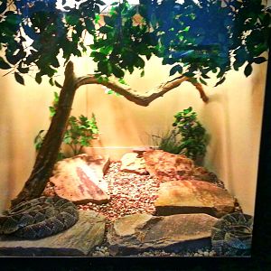 May 2013 - Reptile House - Yucatan Neotropical Rattlesnake Exhibit