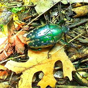 May 2013 - World of the Insect - Magnificent Flower Beetle