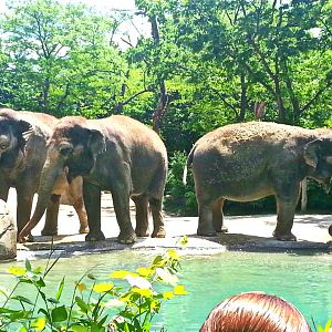 May 2013 - Elephant Reserve - Princess Shottzie + My-Thai + Jati
